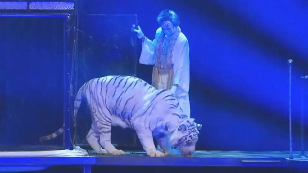 Siegfried and Roy with Tiger Video Goes Viral On Social Media